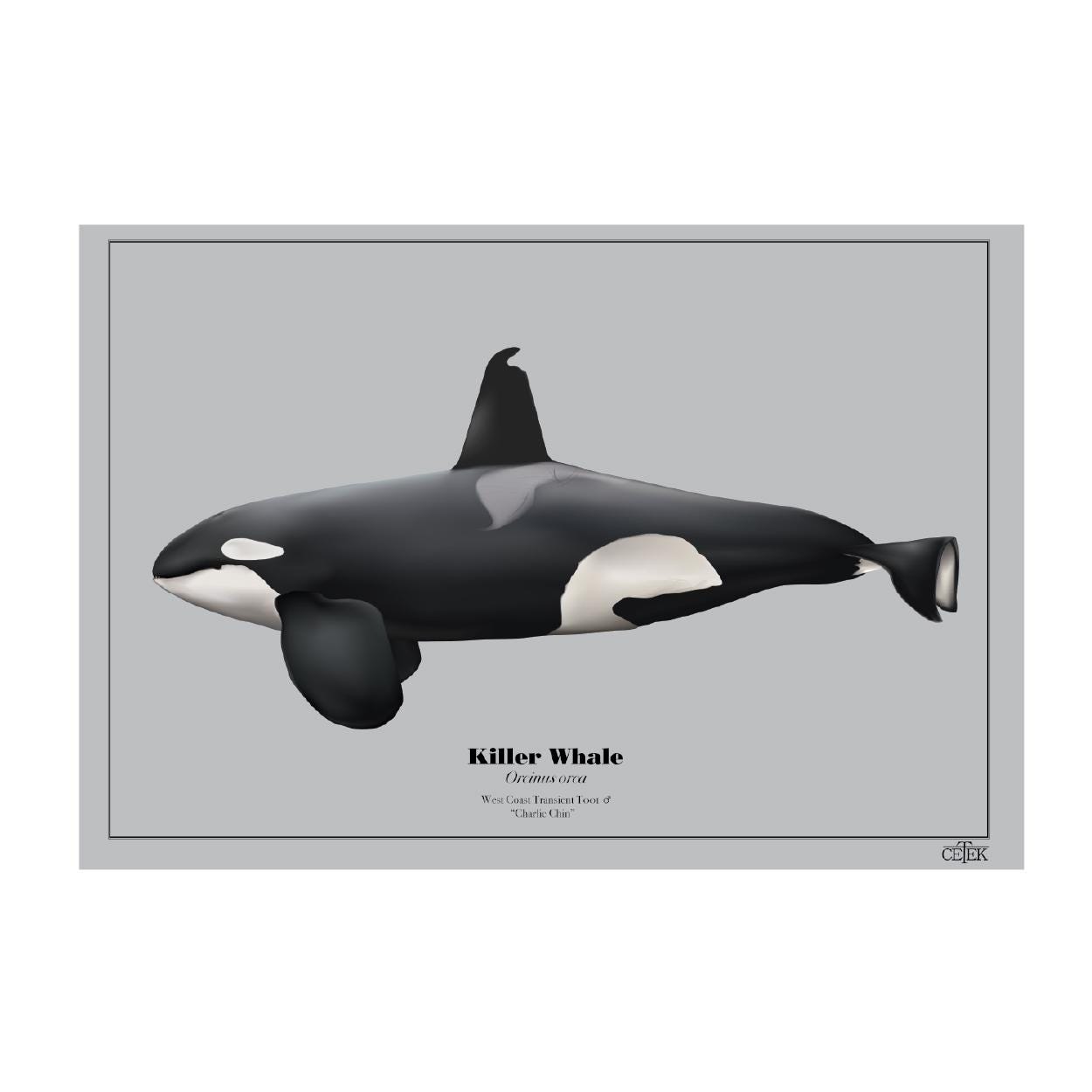 チャーリー・チン (T001) ビッグス (トランジェント) シャチのアート