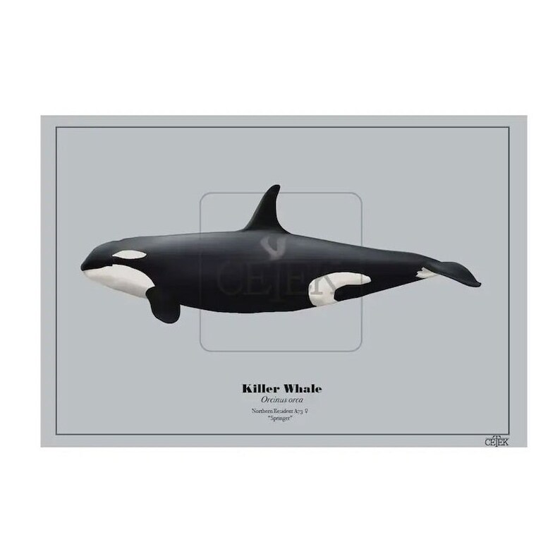 Northern Springer Springer Northern Resident Orca Art Print - Etsy