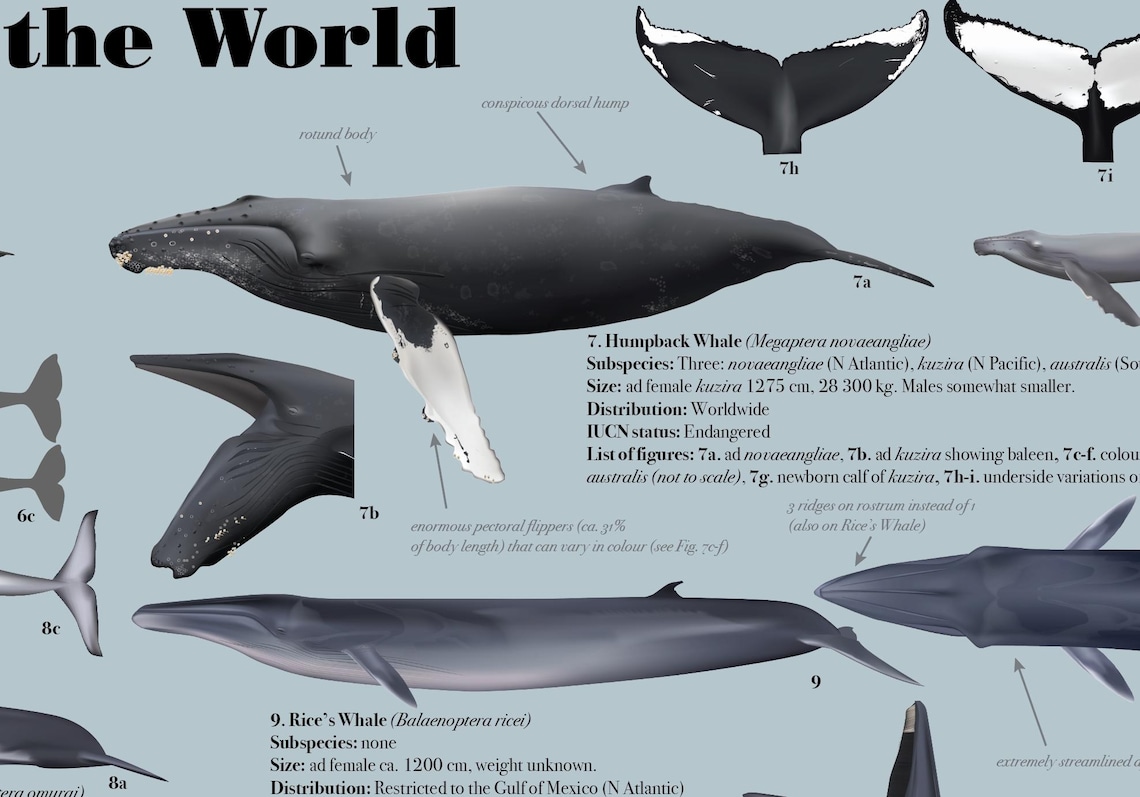 Baleen Whales of the World (expanded) Poster - Etsy