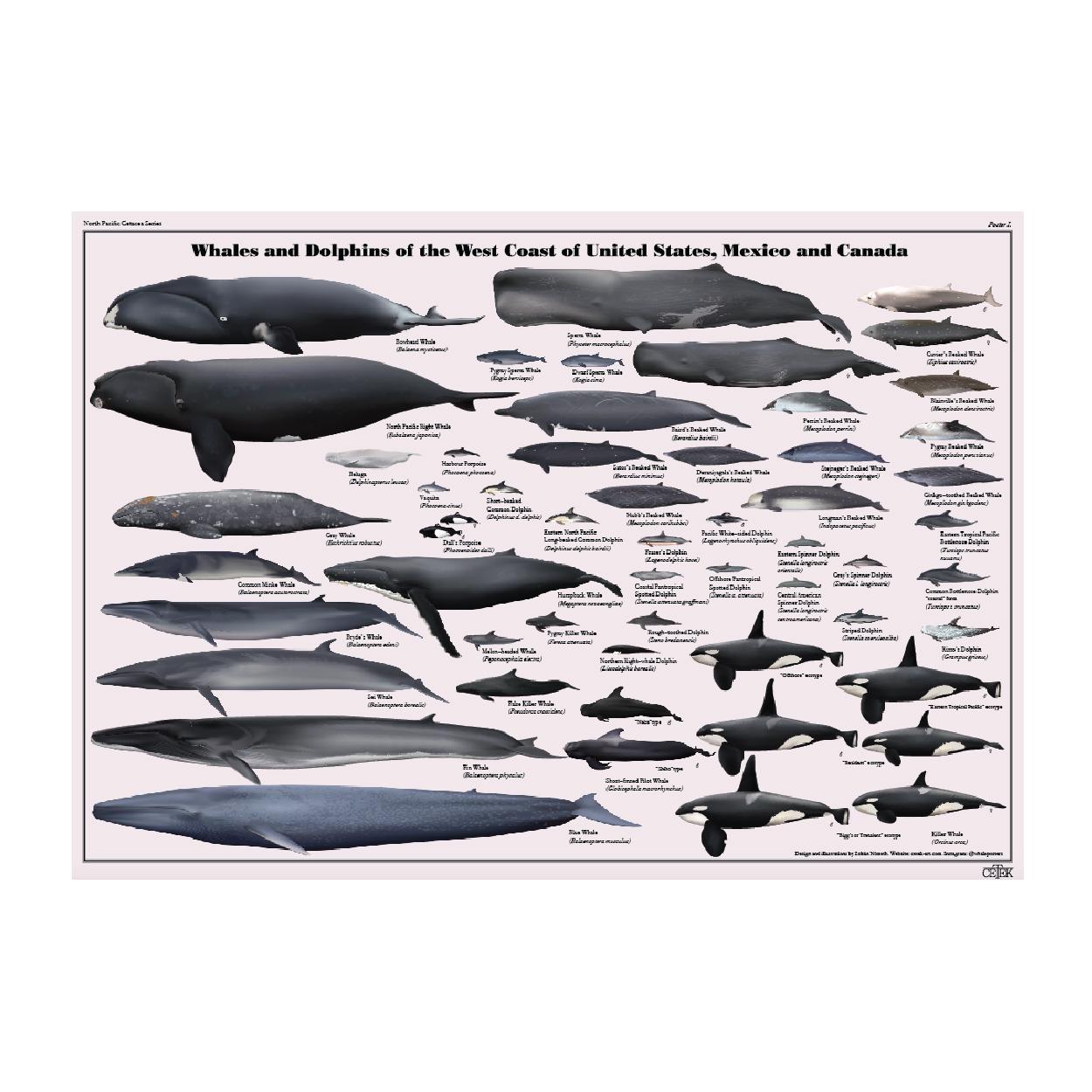 Whales and Dolphins of the West Coast of United States, Mexico and Canada art print poster