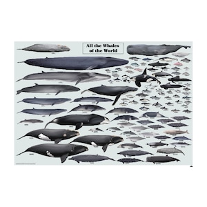 Todas las ballenas del mundo/Wale und Delfine der Welt
