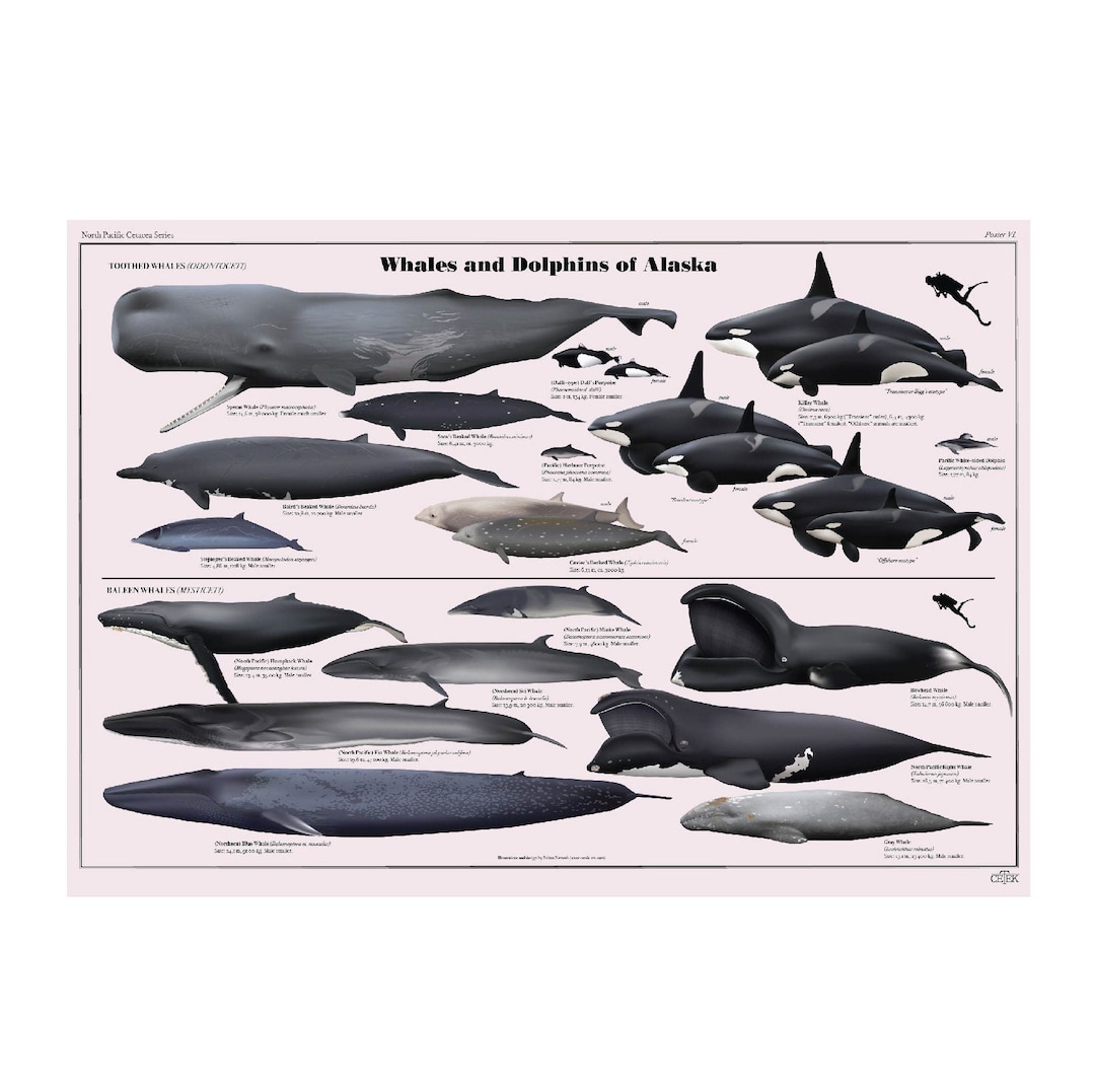 Whales and Dolphins of Alaska - Etsy