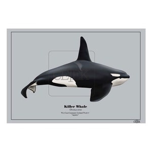 Aquarius West Coast Community orca art print