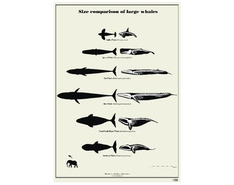 Size comparison of large Whales art print poster