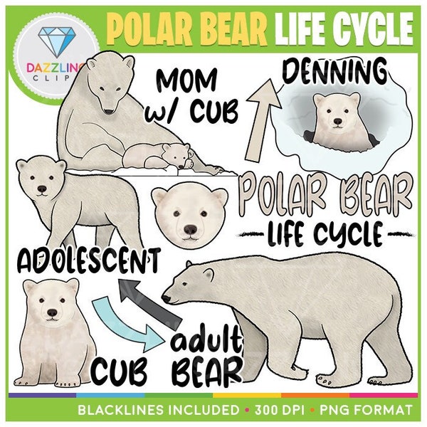 Polar Bear Life Cycle Clip Art - Instant Download - Educational Clipart - Learn About Animals - Life Cycles - Science Clipart