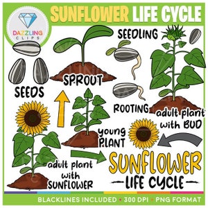 Sunflower Life Cycle Clip Art - Instant Download - Educational Clipart - Learn About Plants - Life Cycles