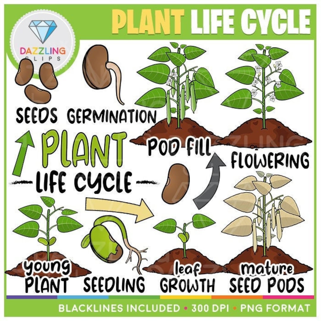 Plant Life Cycle Clip Art - Instant Download - Educational Clipart ...
