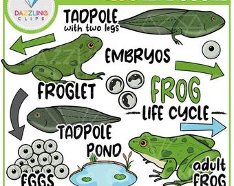 Frog Life Cycle Clipart: Educational Animal Science (Digital Download)
