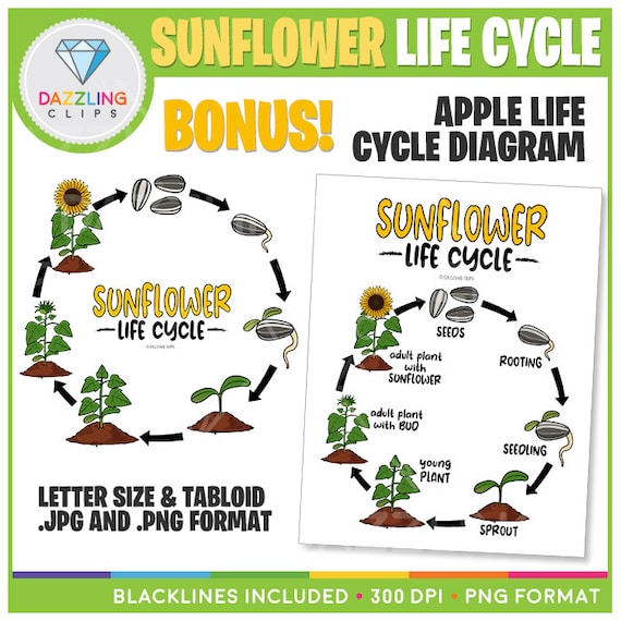 Sunflower Life Cycle Clipart 1300x726