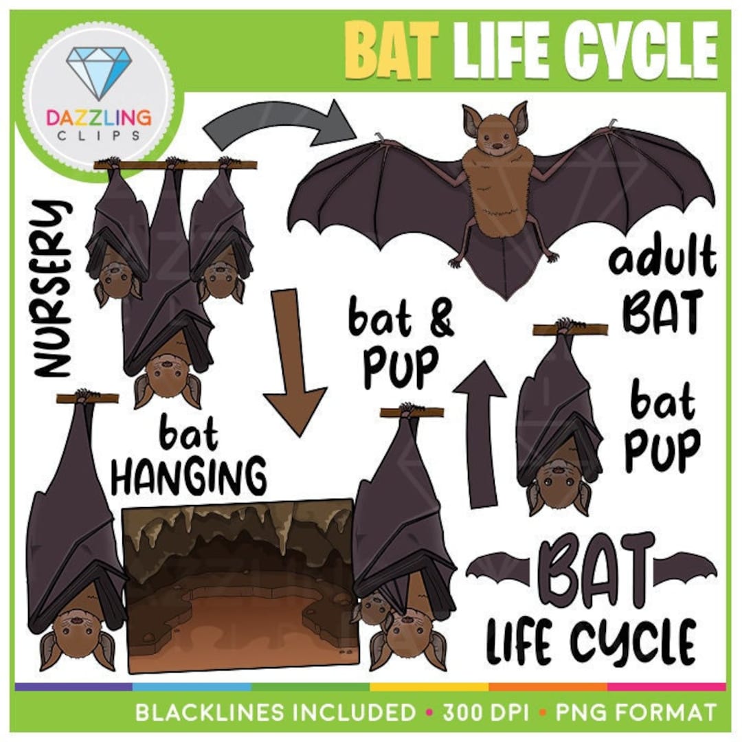 Bat Life Cycle Clip Art Instant Download Educational Clipart Learn