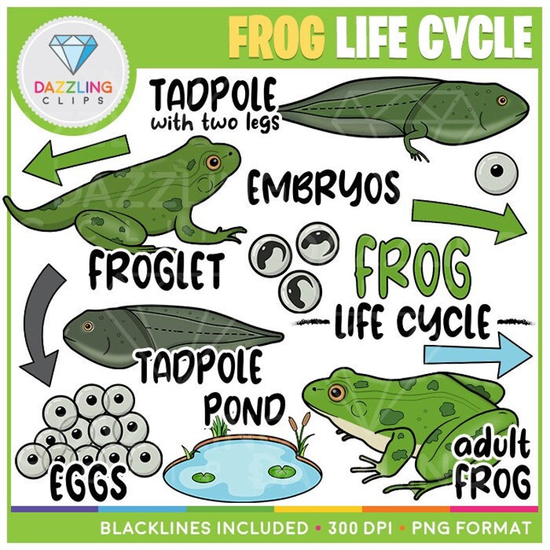 Frog Life Cycle Clip Art Instant Download Educational Clipart Learn