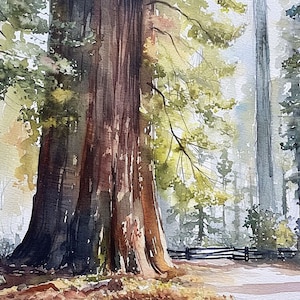 Redwood National Park Print Kalifornien Aquarell Kunstdruck Sequoia Wald Wand Kunst Evergreen Bäume Kunstwerk