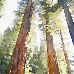 Humbold Redwoods Gemälde National Park Aquarell Kunstdruck Rockefeller Wald Evergreen Wandkunst Wanderposter