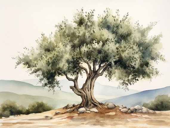 サンタ・イネスの絵画 オリーブの木 水彩画 カリフォルニアの