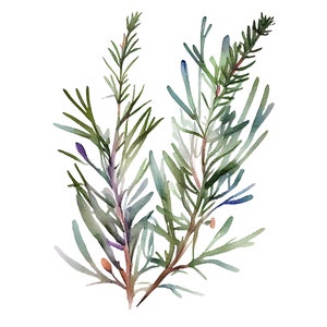Stampa artistica di erbe aromatiche con acquerello di rosmarino dal poster originale in acquerello per piante da cucina.