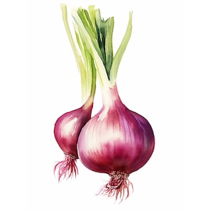 玉ねぎの絵 野菜 水彩画 植物アートプリント モダンファームハウスキッチン装飾 オーガニック玉ねぎアートワーク