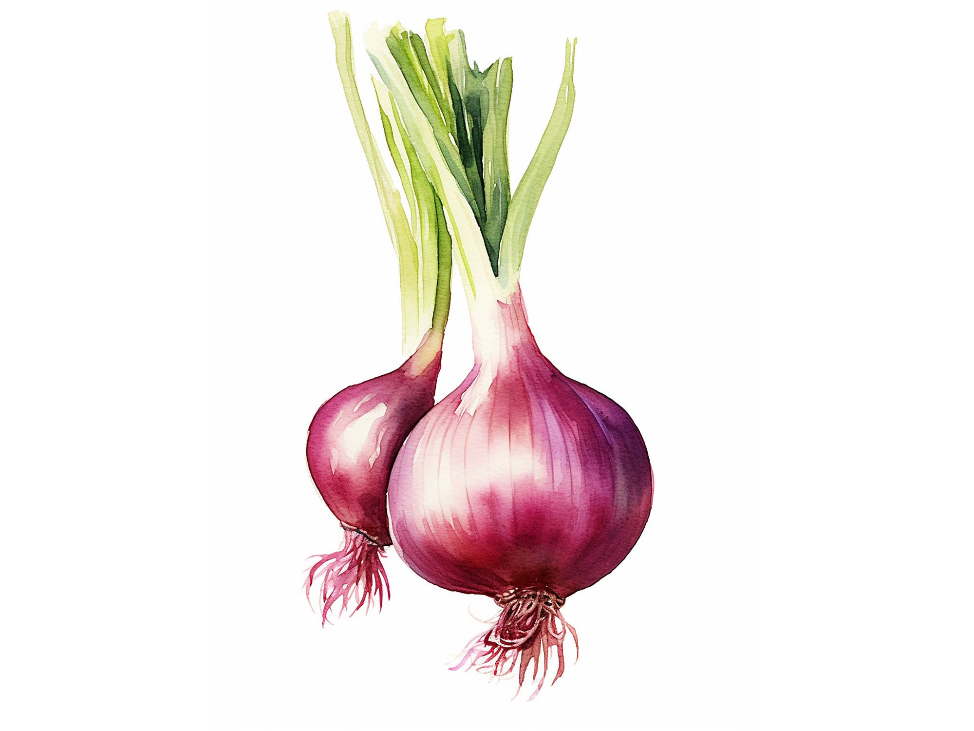 玉ねぎの絵 野菜 水彩画 植物アートプリント モダンファームハウス