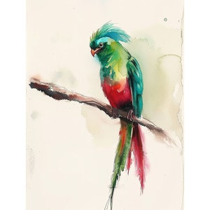 Peinture d&#39;oiseau quetzal, impression d&#39;art aquarelle oiseau, art mural oiseau rouge vert, oeuvre d&#39;art quetzal guatémaltèque