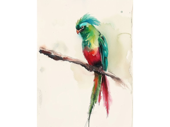 ケツァールの鳥の絵画 鳥の水彩画 アートプリント 赤 緑の鳥 壁アート