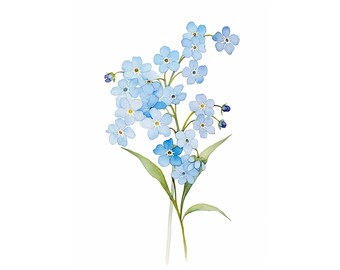 Forget-me-nots Painting Floral Art Print Flower Watercolor Art