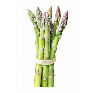 Asperges schilderij keuken Art Print vegetarische poster aquarel botanische kunst rustieke keuken muur decor