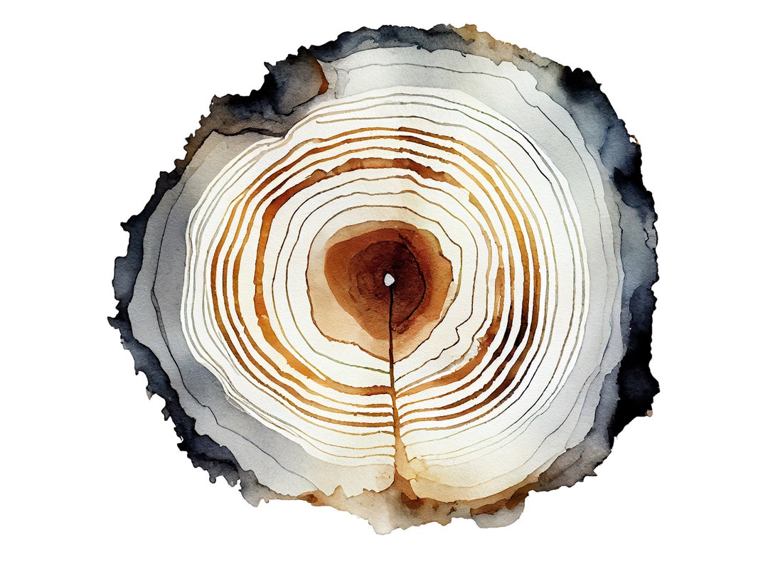 Oak Tree Ring Art Print Tree Ring Painting Watercolor Large Tree Ring
