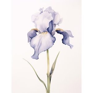 アイリスの絵画 植物の水彩画アートプリント ミニマリストの花の壁アート フラワープリント パステルカラーのアートワーク