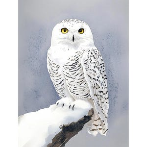 シロフクロウの絵画 冬の鳥 水彩画 アートプリント 野生動物 ウォールアート 白いフクロウのポスター 農家の壁装飾