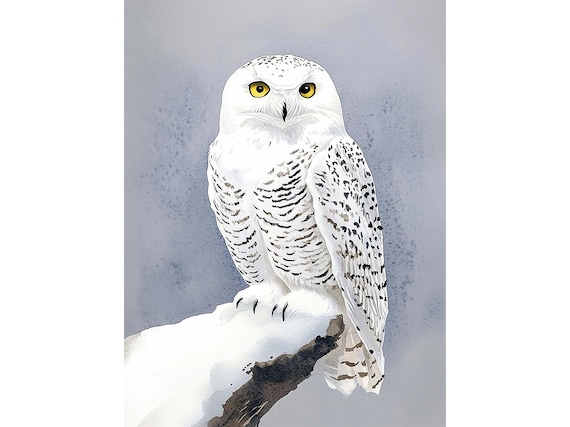 シロフクロウの絵画 冬の鳥 水彩画 アートプリント 野生動物 ウォール