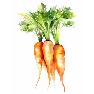 Zanahoria acuarela impresión de pintura original vegetal pared arte cocina pared decoración jardín impresiones