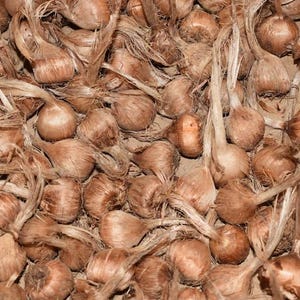 30 Saffron Bulbs , Crocus Sativus  , Size 6/7
