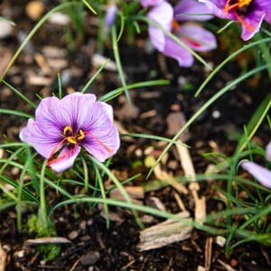 30 Organic Saffron Bulbs – High Yield Crocus Sativus – Ideal for Home Gardens / Size 7/8