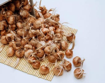 Zarezerwuj teraz: Cebulki szafranu / Crocus Sativus / Rozmiar 8/9