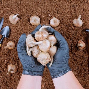 10 Extra Large Saffron Bulbs – Premium Crocus Sativus for Home Growing – High Yield, Organic Quality / Size 10/11
