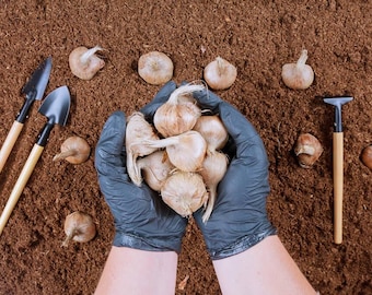 Zarezerwuj teraz – 10 bardzo dużych cebul szafranu – Crocus Sativus Premium do domu Zarezerwuj teraz: Rosnące – Wysokie plony, rozmiar 10/11