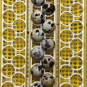 May include: A close-up shot of a yellow and white egg tray filled with speckled quail eggs. The eggs are a mix of light tan and brown with dark brown spots. The tray has a grid-like design.