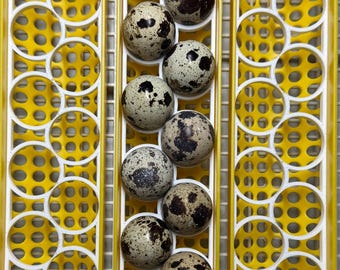 Maticoopx 30 Turner Insert for Coturnix Quail Eggs | Slim Design | Made in USA