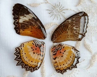 Pendentif Aile De Libellule Véritable Incrustée Dans Résine - Vrai Insecte, Neuf Avec étiquettes