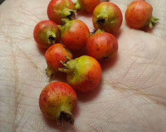 Melograno in miniatura, Cibo per case delle bambole, Cibo per miniature da tavolo, Cibo per bambole, Frutta e verdura in miniatura, Mini arance