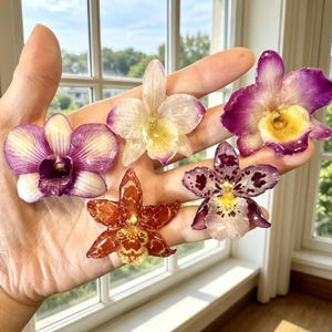 Pode incluir: Cinco flores de orquídeas coloridas em tons de roxo, branco e laranja são exibidas. As flores têm padrões e texturas intrincados, com centros amarelos. As orquídeas são seguradas em uma mão perto de uma janela.