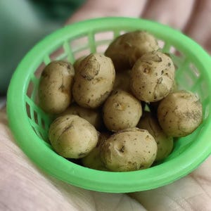 May include: A close-up shot of small, tan potatoes with dark spots, nestled in a bright green plastic basket. The potatoes have an oval shape and a slightly rough texture. The basket is held in a person's hand.