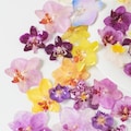 Real Butterfly Orchid Flower Heads for Resin Art, DIY Jewelry Making Supplies, Pressed Phalaenopsis, Fairy Craft, Epoxy Embellishments