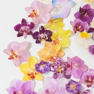 Cabezas de orquídea mariposa auténticas para arte con resina, suministros para hacer joyas, Phalaenopsis prensada, manualidades de hadas, adornos de epoxi