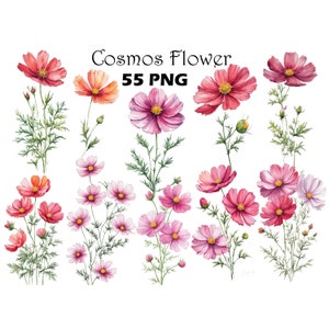 Cosmos Flower Watercolor Clipart PNG Digital Download Bundle Rosa Viola Fiori di campo Clipart Illustrazioni Ottobre Mese di nascita Fiori PNG