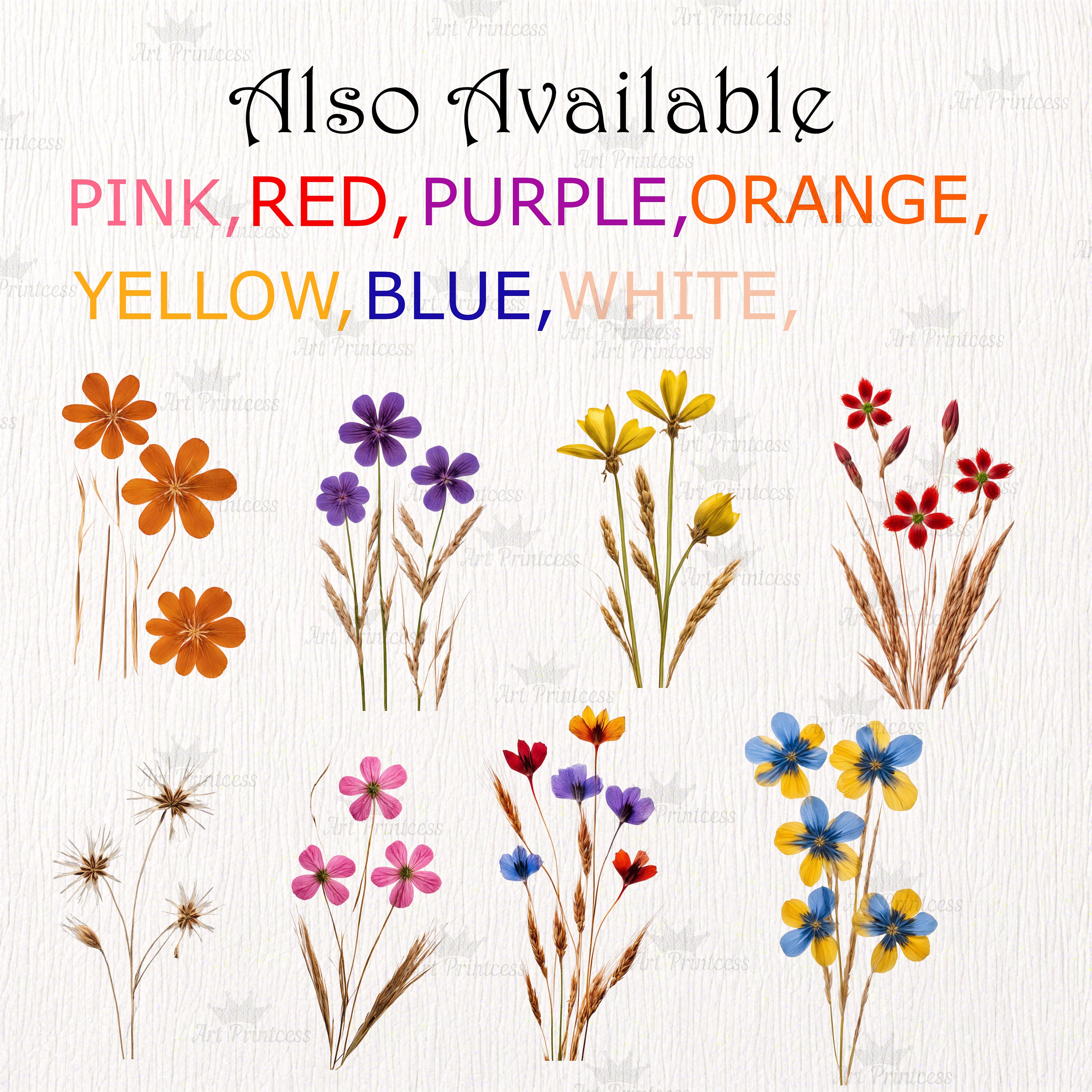 Real Dried Pressed Wildflowers Photo Clipart Bundle PNG Dried Plants ...