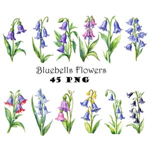 Aquarel Bluebell Flower Clipart Bundel PNG Afdrukbare Bluebell Wildflowers Bluebell Flower Graphics Forest Flower Illustraties Digitaal