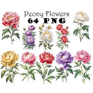 牡丹の花の水彩画クリップアートバンドルPNG 12周年記念花グラフィックDIYカード庭の花のイラスト印刷可能な牡丹の花