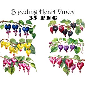 Bleeding Heart Flower Vine Acquerello Clipart PNG Illustrazioni di fiori a forma di cuore Clipart Sfondo trasparente Bleeding Heart Grafica