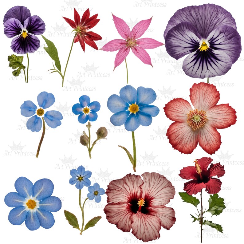 May include: A collection of various botanical illustrations featuring purple pansies, red and pink star-shaped flowers, blue forget-me-nots, a large red-veined flower, and a dark red hibiscus, all set against a white background with a watermark.