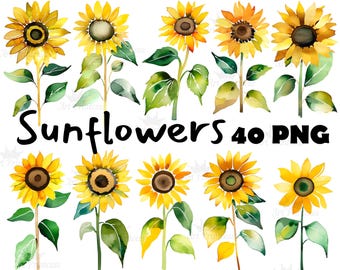 Pacchetto di clipart di girasoli ad acquerello, grafica astratta floreale PNG di girasoli, file di download digitale, sfondo trasparente per lavoretti fai da te con la carta.